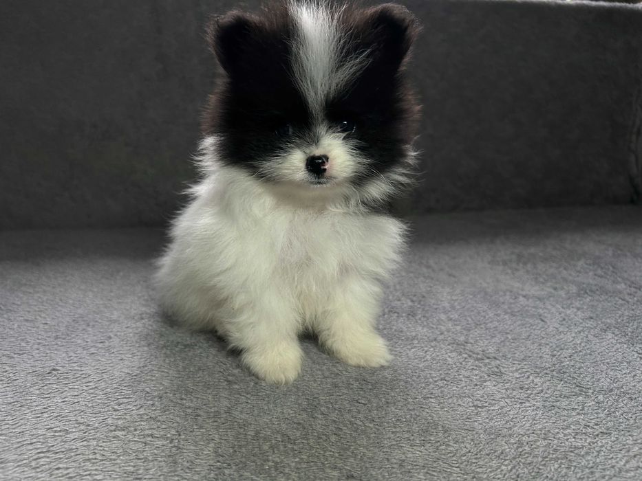 Pomeranian Szpic Miniaturowy Piesek Suczka