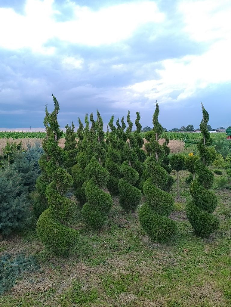 Sprzedam Bonsai ogrodowe