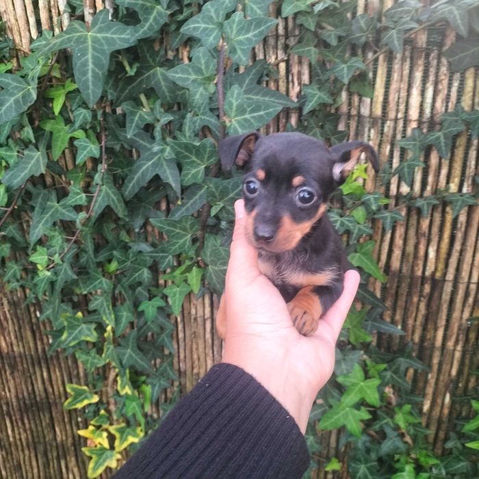 Pinscher fêmea  linda