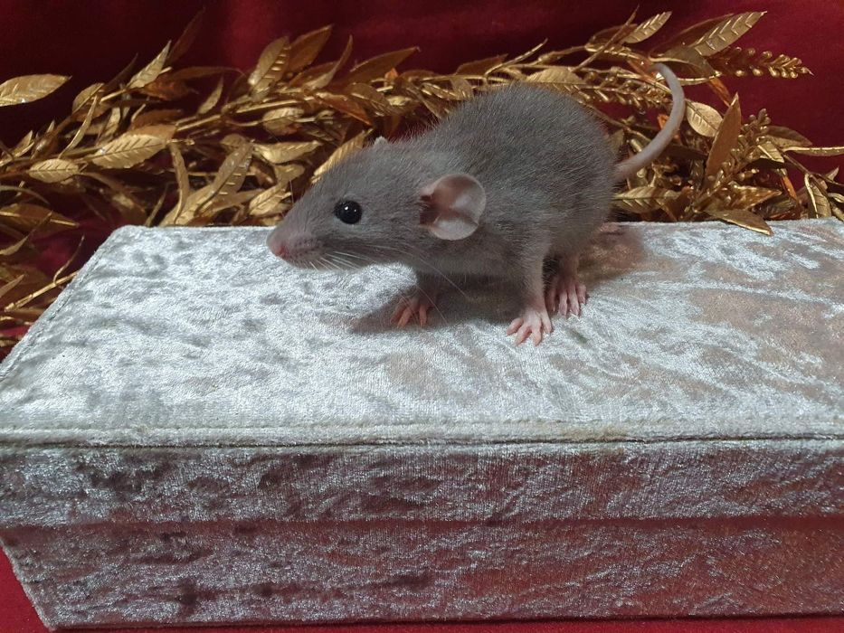 Szczur Szczury Szczurki cudowne maluchy duży wybór Dowóz