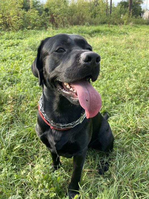 Лабрадор для вязки