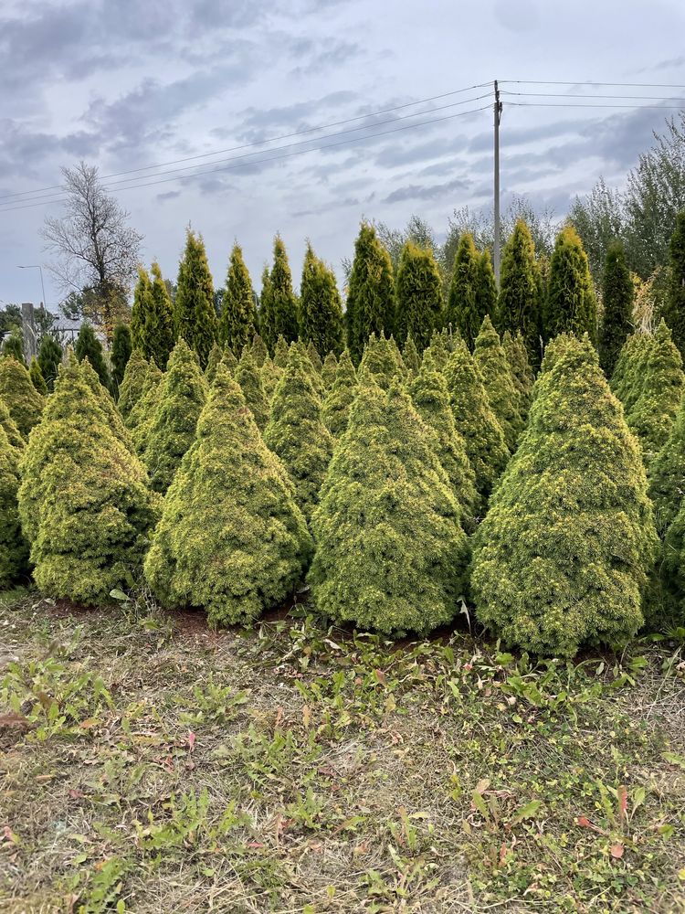 Tuja Szmaragd 270cm PRODUCENT‼️