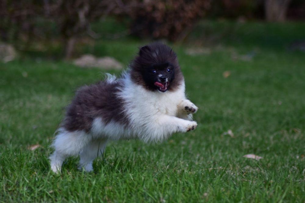 Pomeranian szpic miniaturowy FCI czarno-biały piesek