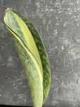 Sansevieria Masoniana White sansewieria