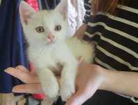 Кошенята 1,5 місяця