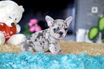 Buldog Francuski Śliczny Piesek Blue Merle