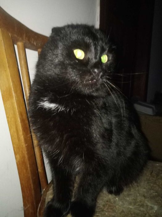 Висловухий клтик безкоштовно