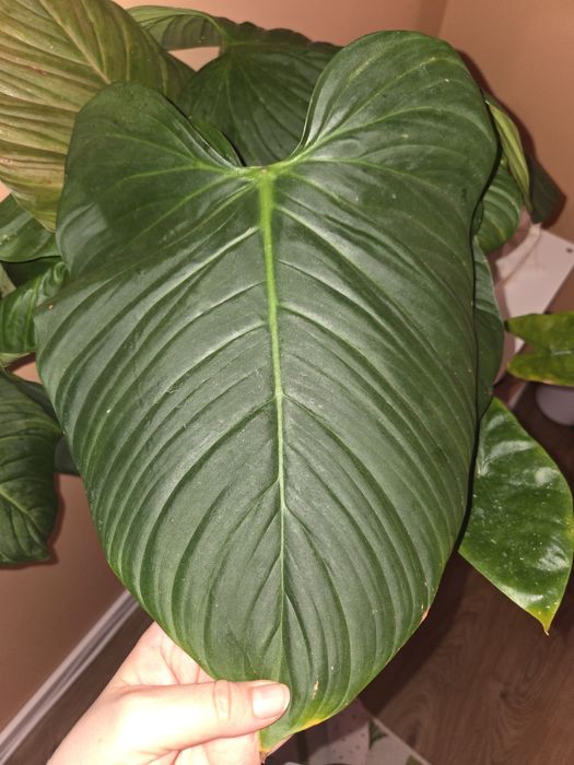 Philodendron fuzzy petiole