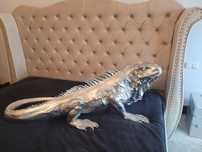 Legwan figura glamour okaz