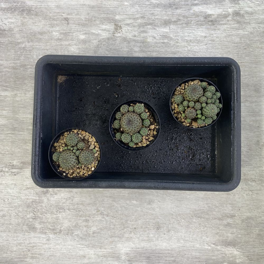 Кактус Sulcorebutia rauschii violacidermis