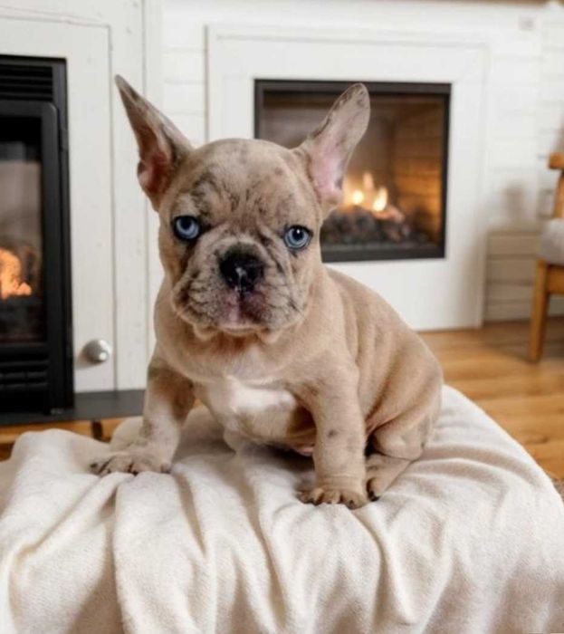 Мальчик. Французский бульдог.