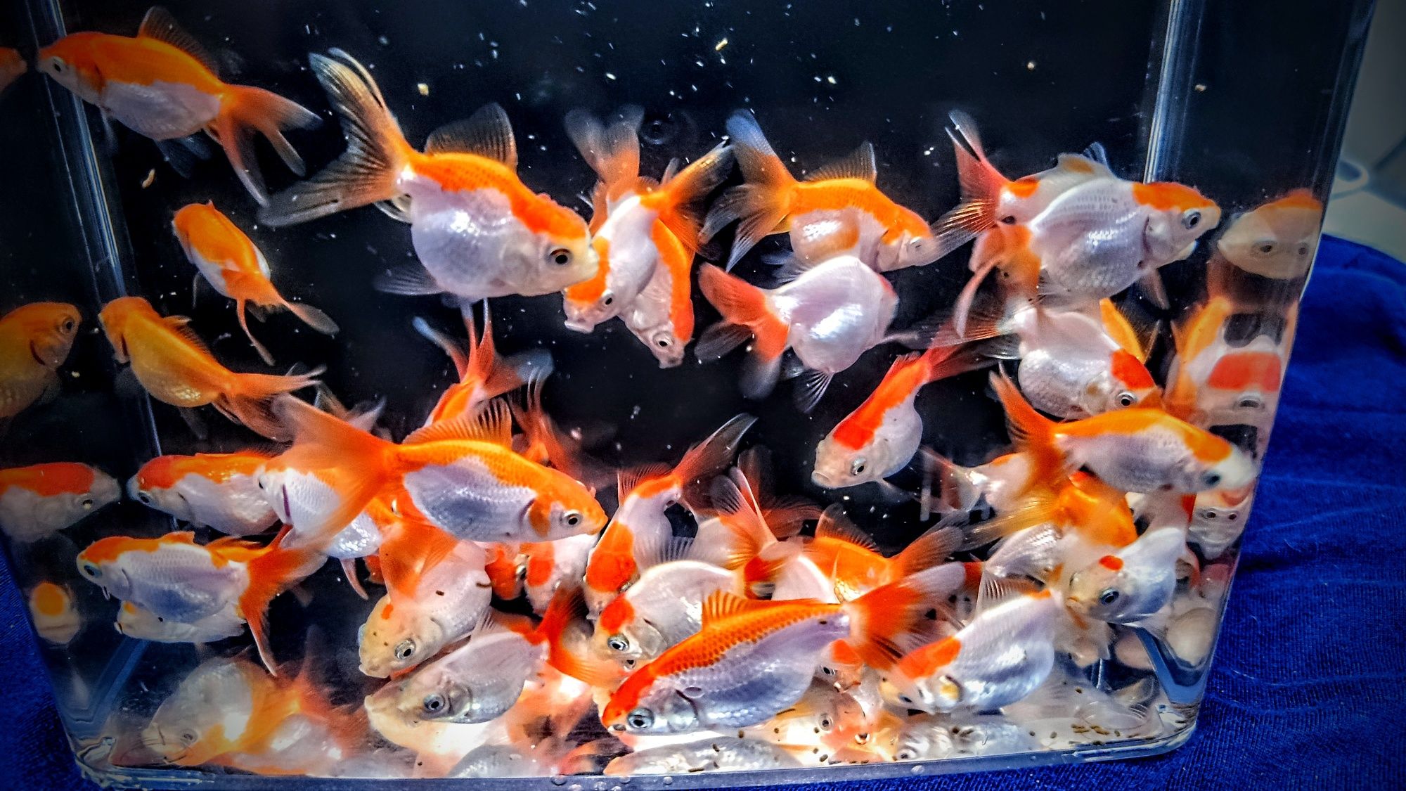 Oranda ,,Red white,, welon welonka welonek goldfish złota rybka welony