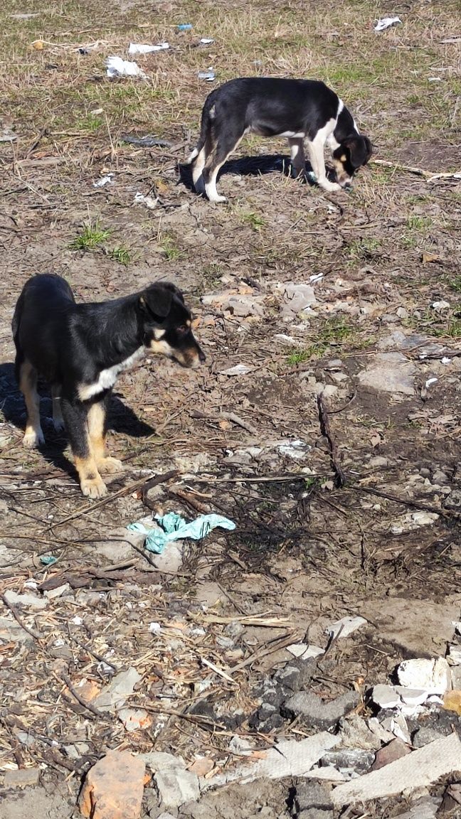 Віддамо песиків собачок