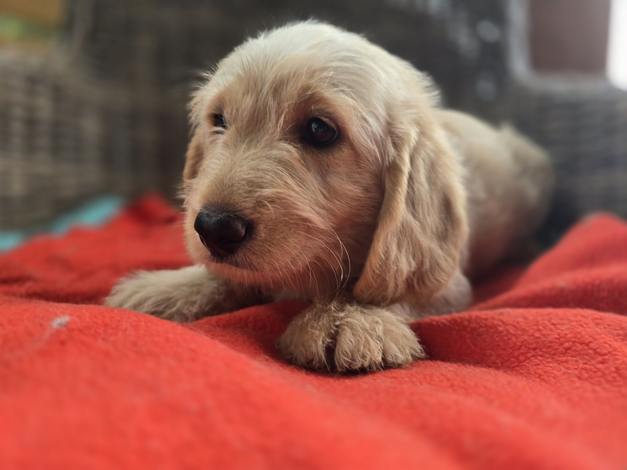 Labradoodle f1 samiec chłopczyk doodle