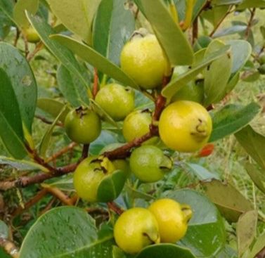 Plantas de Araçá amarelo com cerca de 2m