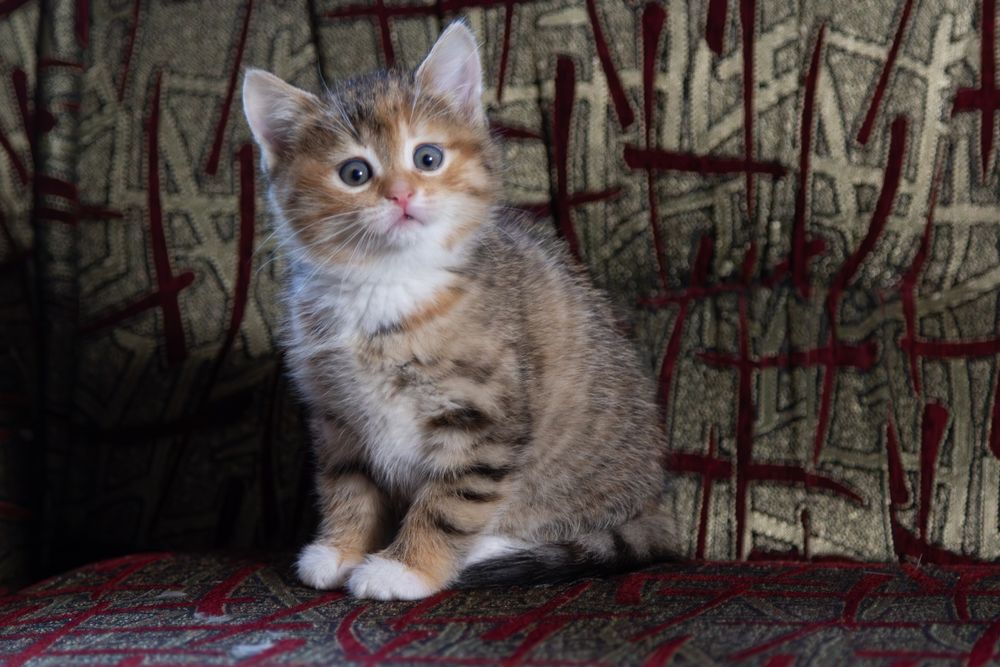 Кошенята шотландської породи