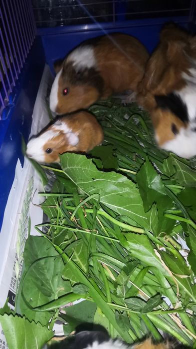 Продам морских свинок!!! Родились 18.06.2025