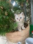 Koteczka Paulinka do rezerwacji - Kotka Szkocka Prostoucha Tabby < 3