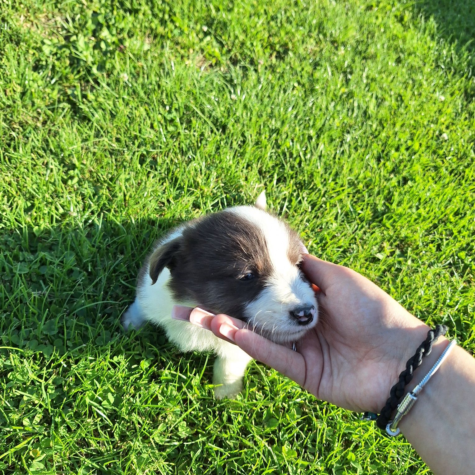 Niebiesko biały Piesek border collie do odbioru