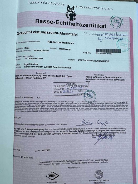 Owczarek Niemiecki suczka szczeniak ZKwP FCI po Zwycięzcy SG1 Słowacji