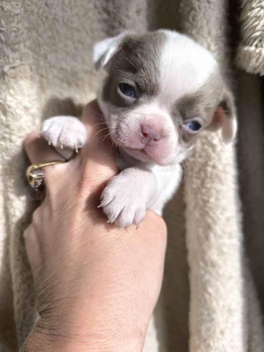 Chihuahua.Menino Branco e Lilás de Olhos azuis.  Perfeito!