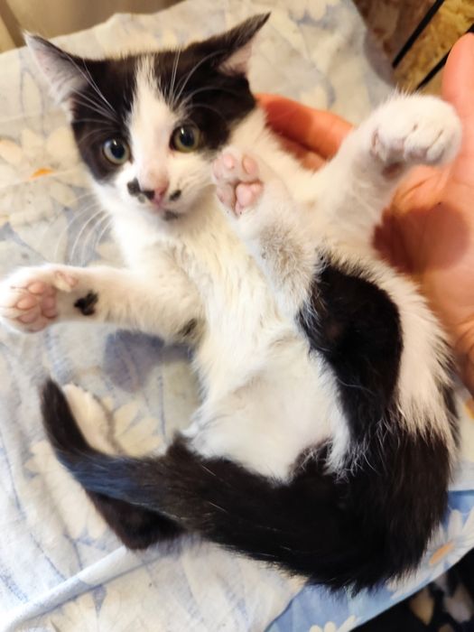 Шукаю родину для кошенятка