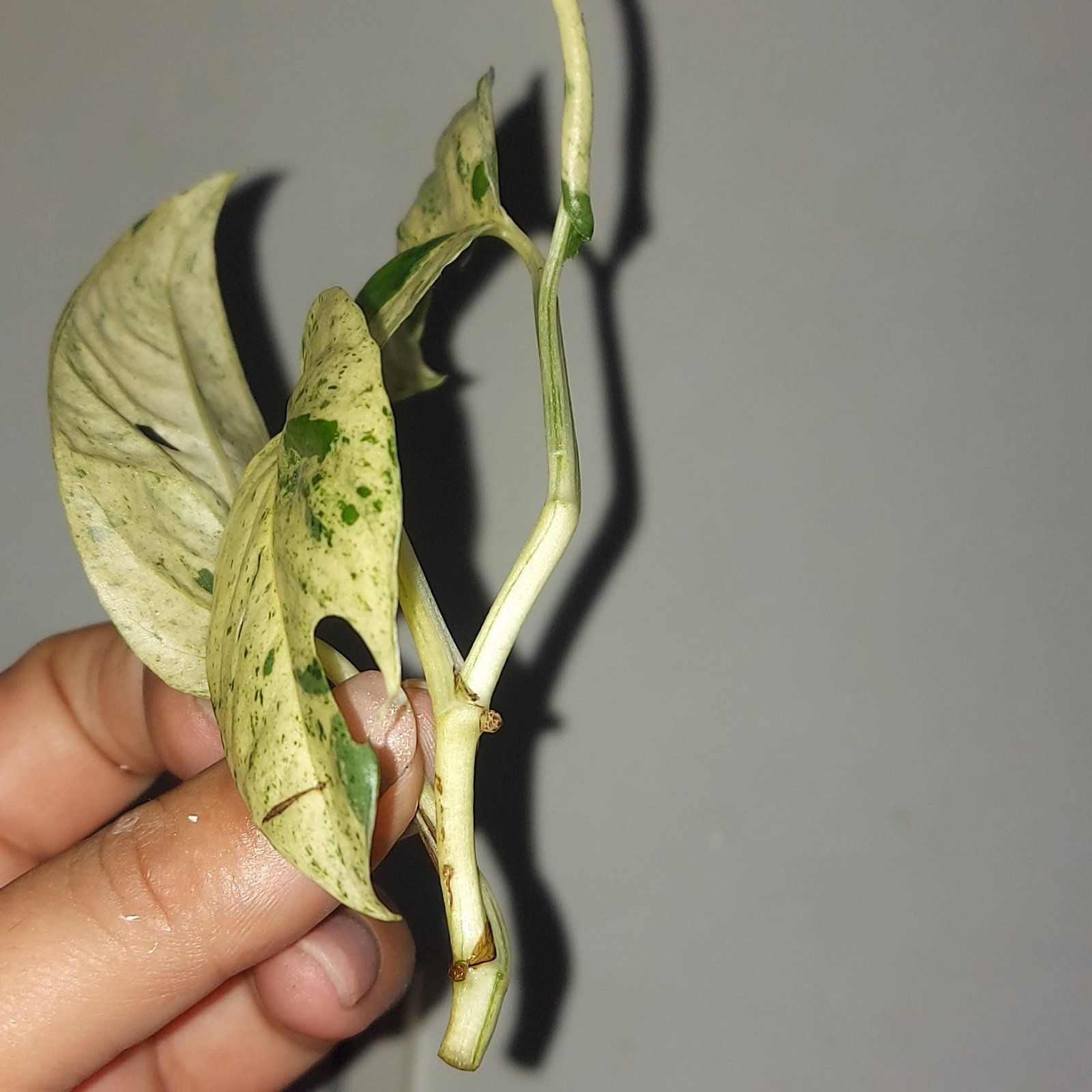 epipremnum pinnatum marble variegata