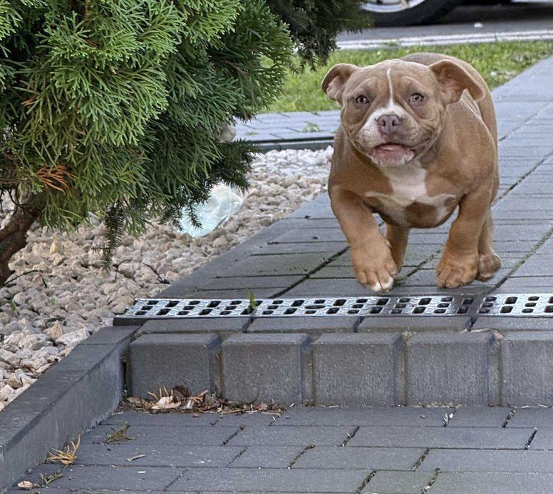 American Bully suczka ABKC