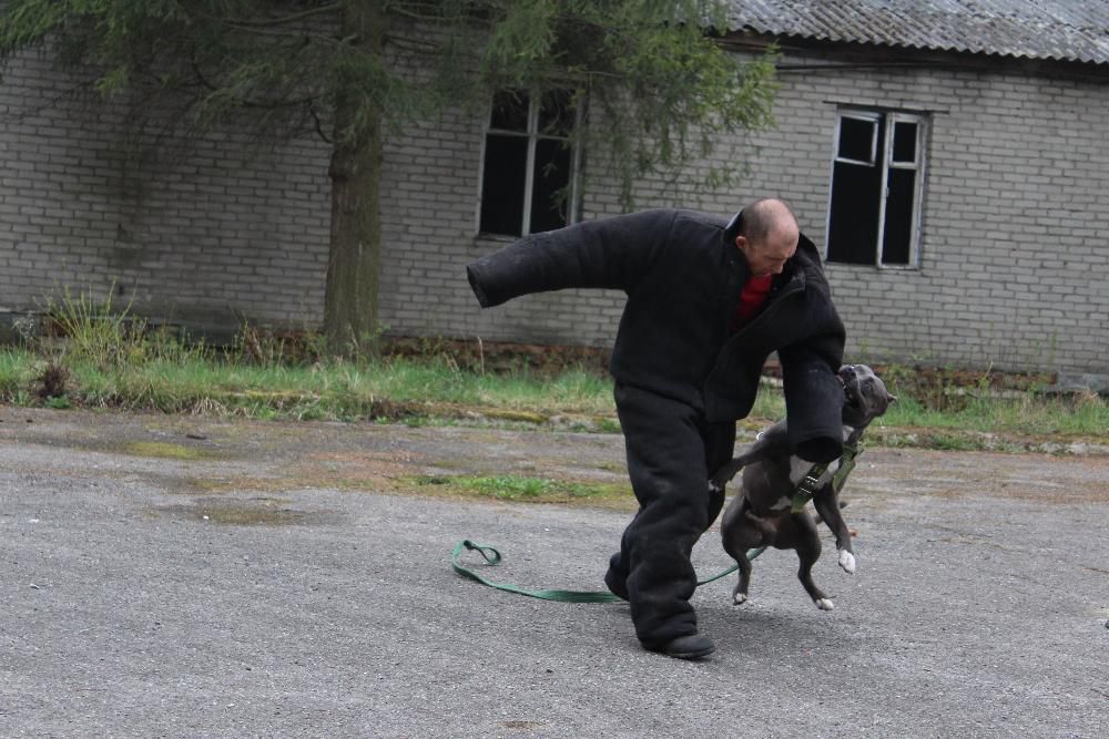 Дресирування собак в Професійній школі