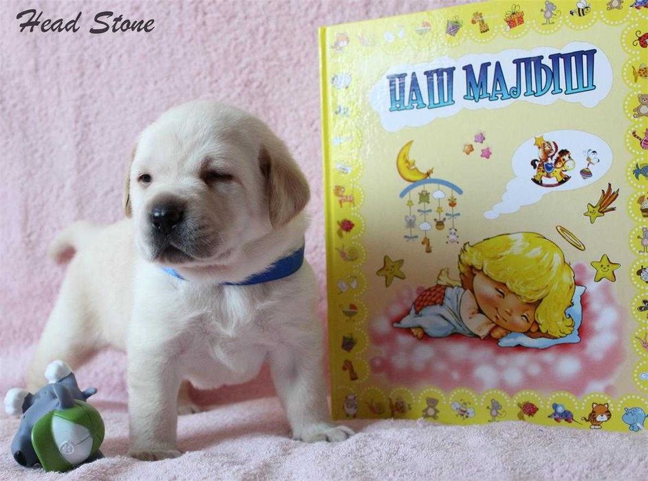 Лабрадор ретривер Щенки Питомника