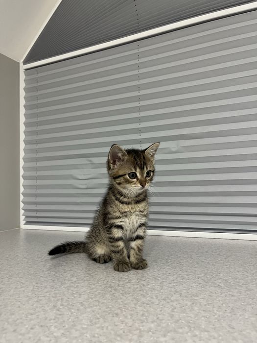 Віддам в добрі руки котиків