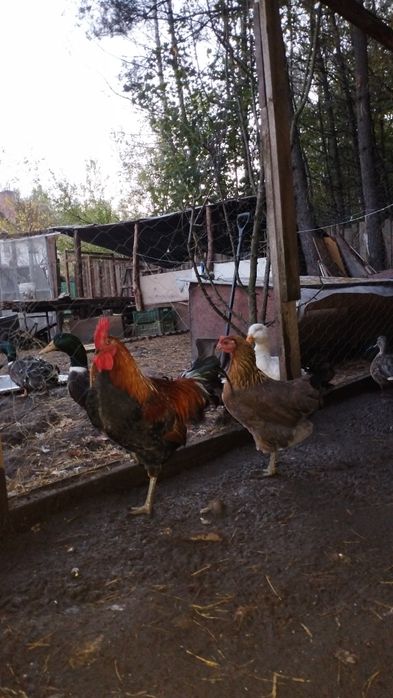 parka kogut kura zielononóżka zielononóżki