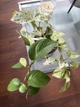 Epiprenum Marble Queen