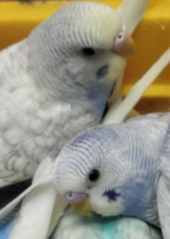Молоденькие неразлучники попугаи волнистые