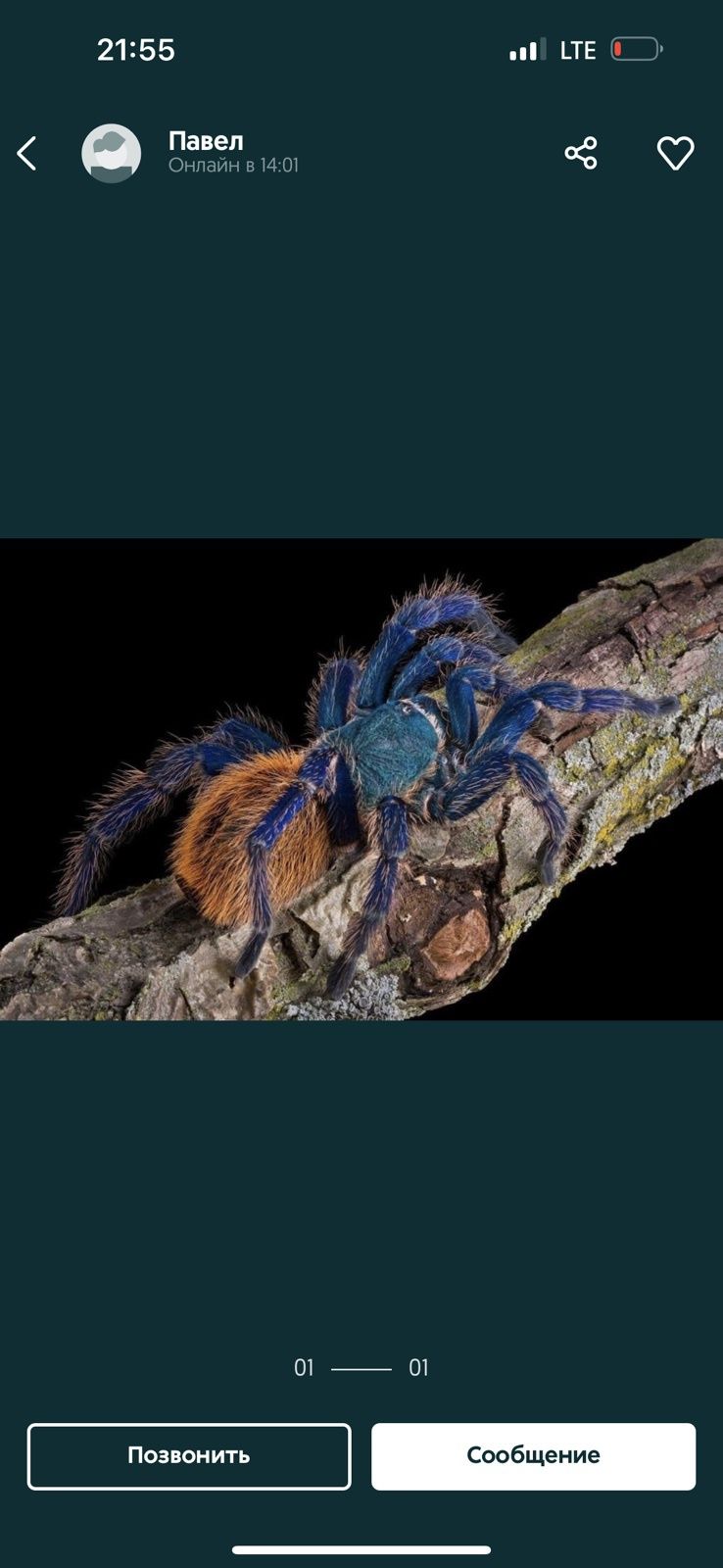 яркий паук Chromatopelma cyaneopubescens самец