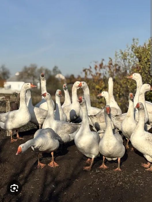 Свіжий гусиний жир