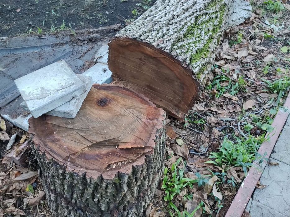 Орех, ценная порода, толстые