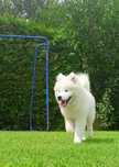 Samoyed Piesek Kraina Płatków Śniegu FCI ZKwP