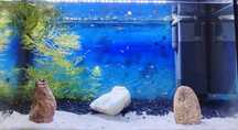 Alevins de guppies