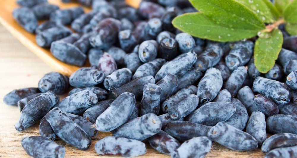 Саджанці жимолості / Саженцы жимолости. Жимолость канадської селекції