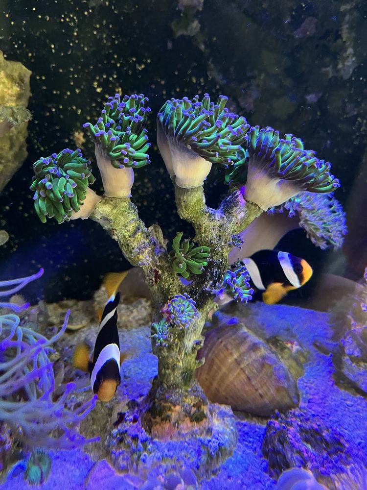 euphyllia paraancora