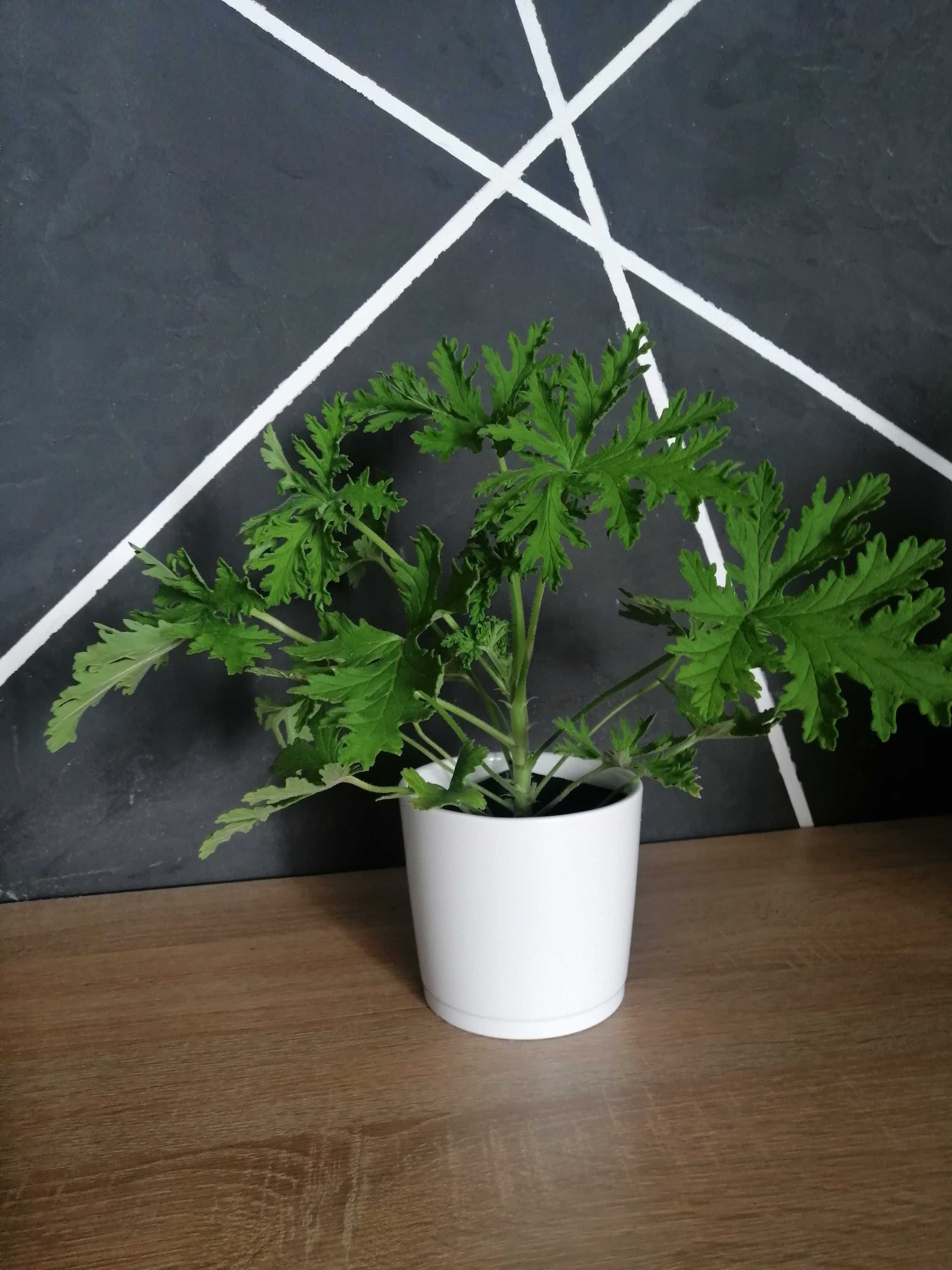 Geranium anginka