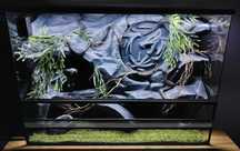 Terrarium dla fana mitologii słowiańskiej wilk gekona AquaWaves TW44MS