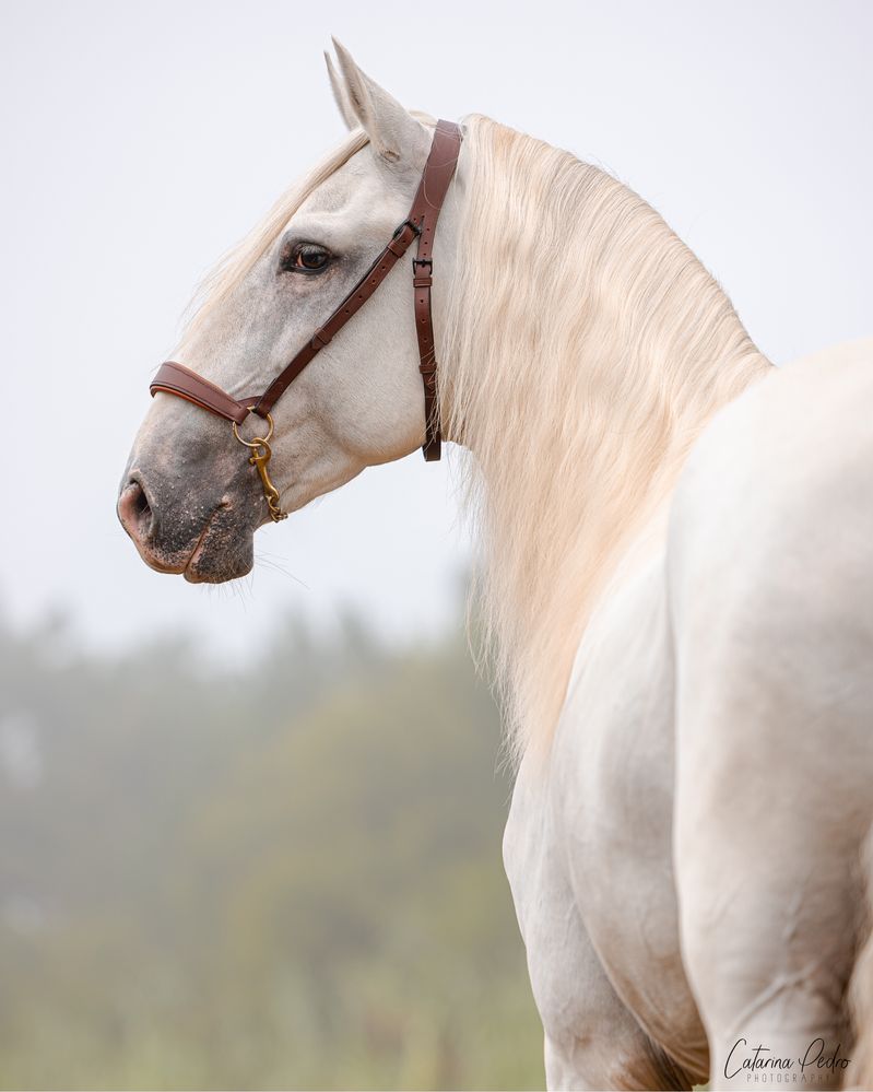 Cavalos P.SL. 6anos