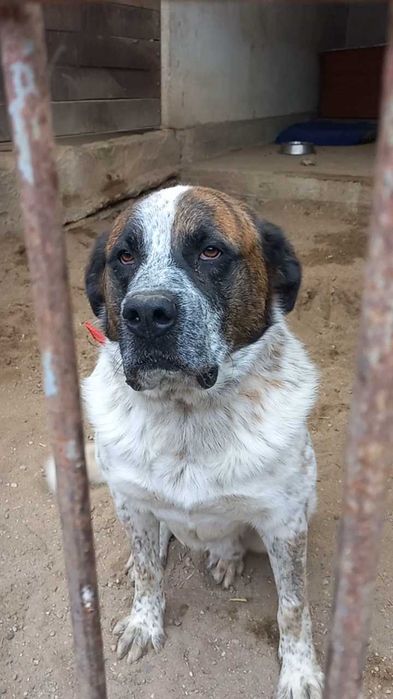 BOSS - w typie bernardyna