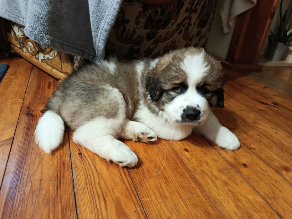 Pies Bernardyn szczeniak