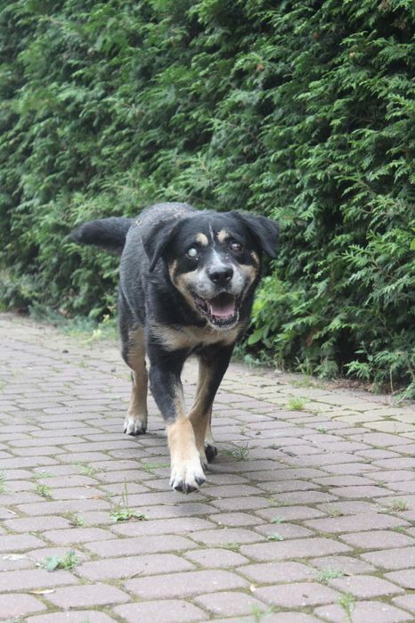 NIEWIDOMY kochany duży pies szuka domu