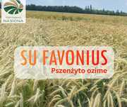 Pszenżyta ozime Heroico, SU Favonius, Mondeo, Gringo - Top Farms