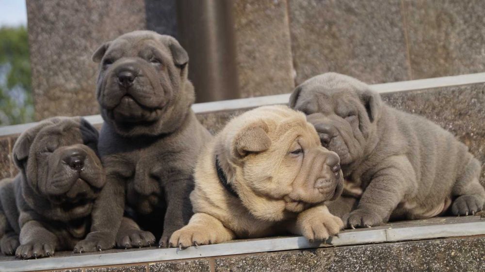 Szczeniak Shar pei z rodowodem. Samiec