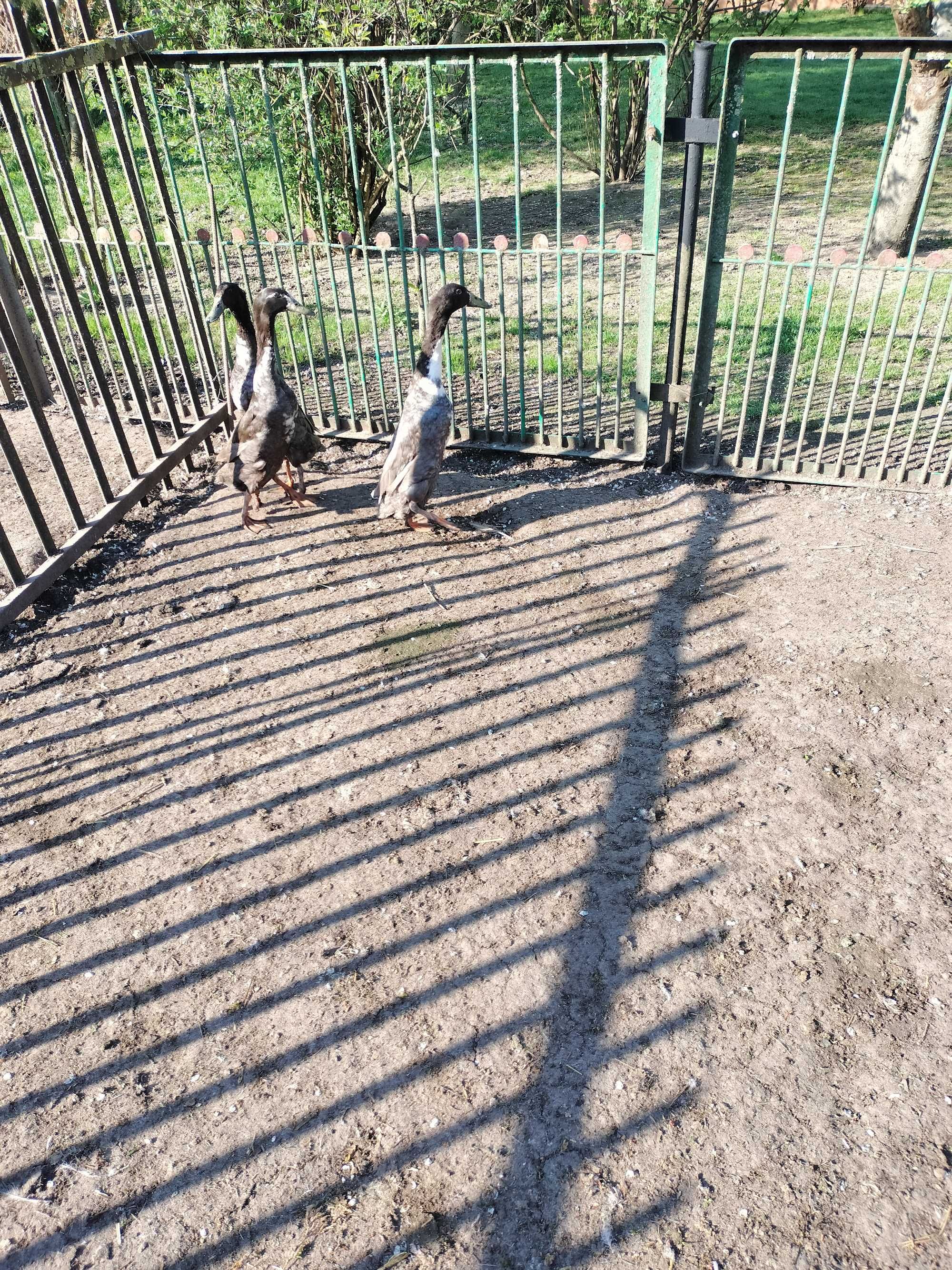 Kaczor biegus indyjski młody